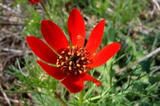 An Adonis annua, or "Pheasant's-eye"