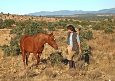 One of the horses you'll find at the gîte