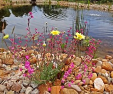 An example of the flora of the region, next to the pond at the gîte