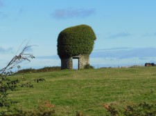 Sark – Vegetation is back with a vengeance