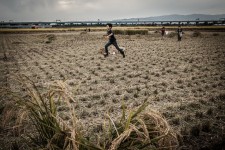 Children playing in a freshly harvested field