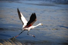 A flamingo taking off from a lagoon