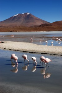 Flamingos, lagoons & volcanos