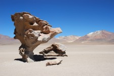 A "rock tree", specific to the Salar