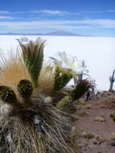 A flowering cactus in the Salar