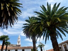 Colonial Towns Extension – Resplendent palm trees in Sucre