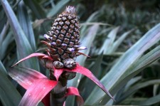 A flowering pineapple