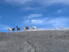 A flock of llamas in the mountain