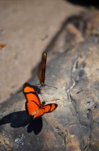 Rafting Extension – The jungle is full of multi-coloured inhabitants