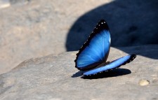 Rafting Extension – A 20 cm-wide morpho butterfly !