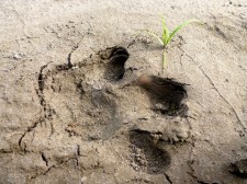 Rafting Extension – A close-up of another capybara track