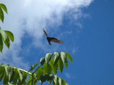 A vulture flying above us