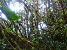 "Yungas", the mountain tropical forest