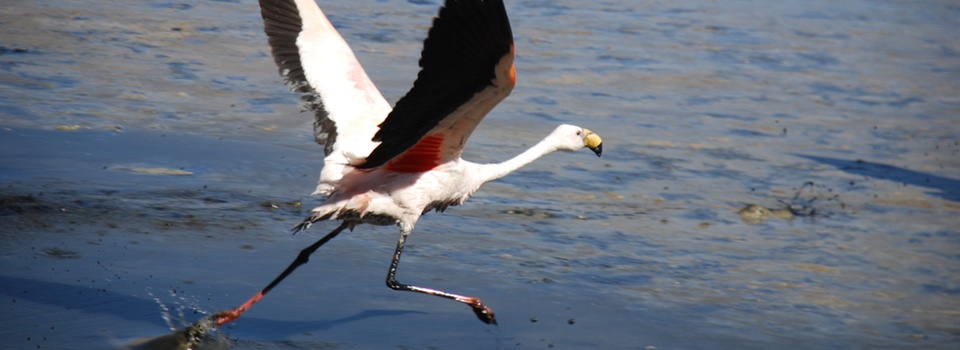 Bolivia – ￼Culture, white salt and blue sky