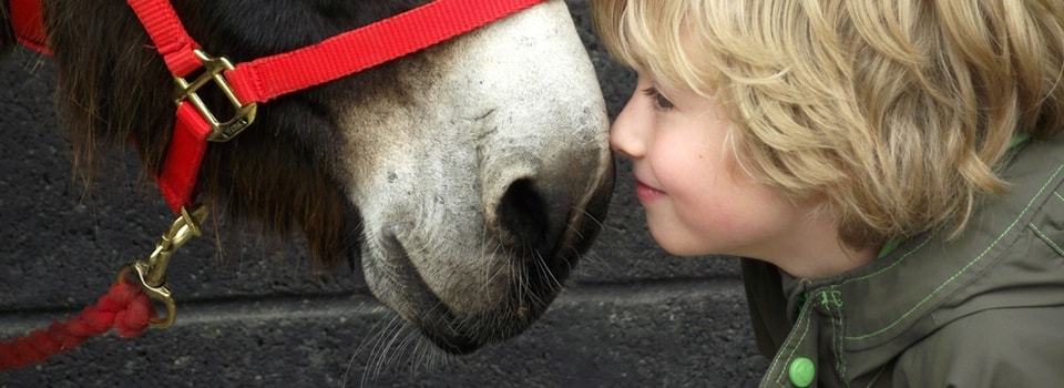 Ireland – Walking with a Donkey