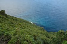 Dense vegetation along the north coast