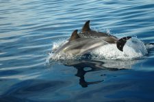 Dolphins swimming near the zodiac