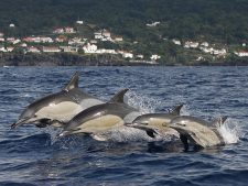 A family of dolphins swimming in front of the coast