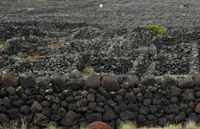 The typical flat vineyard in squares protected by low walls, recognized as a World Heritage Site