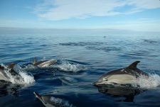 A group of dolphins swim along the zodiac