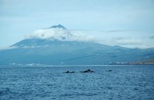 A group of pilot whales swim in front of the volcano