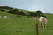 Cows graze on the sides of the volcano