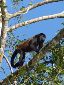 Costa Rica and its profusion of life, by George & Emmanuel