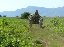 Buffalo cart on an island of the Irrawaddy River near Bagan