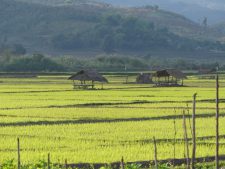 Paddy fields near the town of Kentung