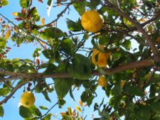 Fresh lemons from the tree!