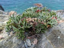 A rock samphire (Crithmum maritimum) on the cliffs of Tinos