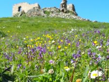 A flowery meadow on the slopes of Exombourgo