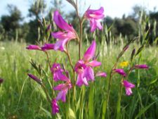 A gladiolus