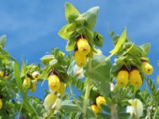 Honeyworts (Cerinthe major)