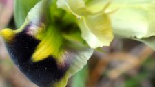 The snake's-head iris (Iris tuberosa)