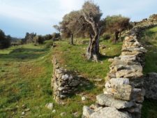 Olive trees twisted by the wind