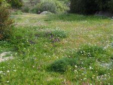 A flowery meadow