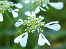 A beautiful umbellifera, the Mediterranean hartwort (Tordylium apulum)