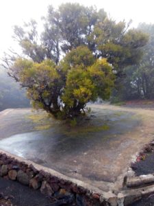 A tree collects moisture to feed a cistern