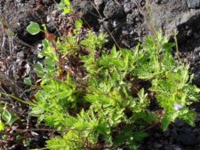 Flowers find their way despite the rough terrain