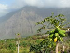 Even papayas! It's still the Canaries, after all