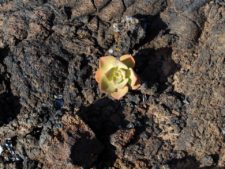 A sturdy succulent plant clinging for dear life