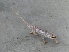 Little chameleon on the hotel pathway, Maun