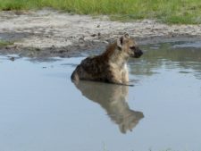 A spotted hyena cooling off