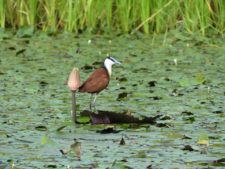 African jacana walking on water