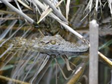 Young crocodile in training in the north of the delta