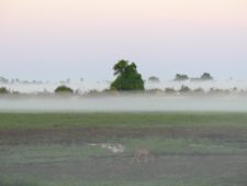 A grazing kudu in the early morning mists
