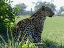 Pensive female leopard — or is it on the prowl?