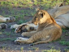 Lion cub in security among its pride in the dry plains of the delta