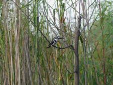 Pied kingfisher on the alert